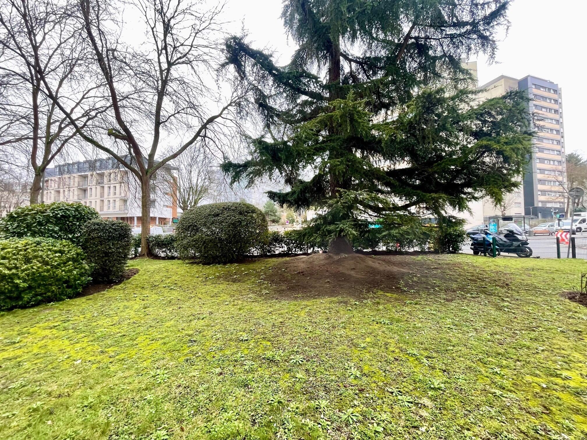 A grassy area with a large tree and a small bush.