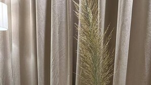 A room with a green metal chair, a patterned green planter with a tall plant, and beige curtains. - Batroun s Lovely Studio (Batroun)