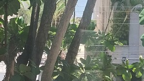 Vista a través de follaje denso, con un edificio identificado como "BORAI HOSPEDAR" al fondo.