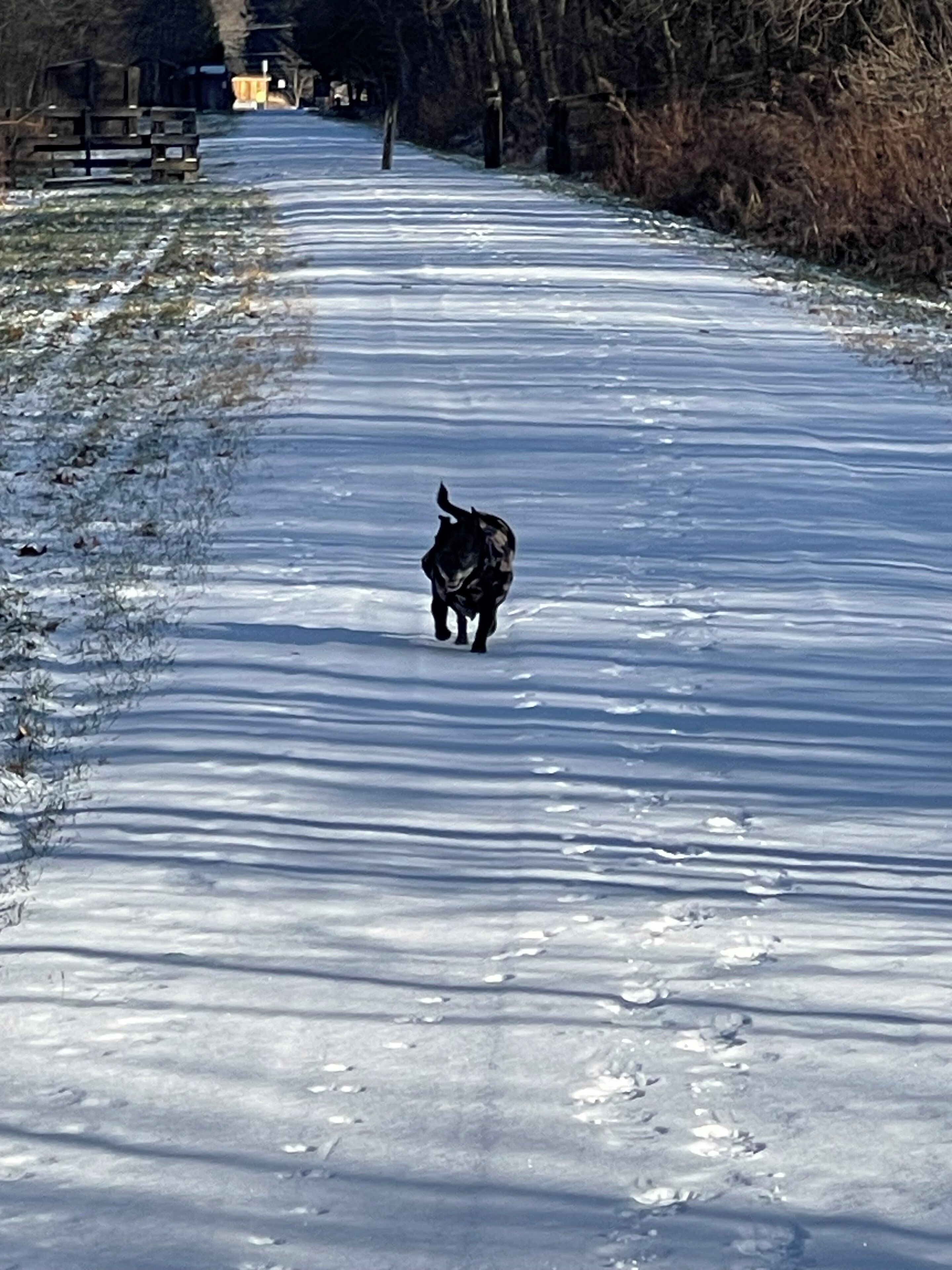 Een hond loopt over een pad bedekt met sneeuw.