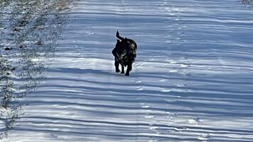 Een hond loopt over een pad bedekt met sneeuw.