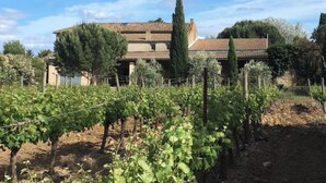 Viñedo con hileras de parras y un edificio de techo a tejas al fondo.