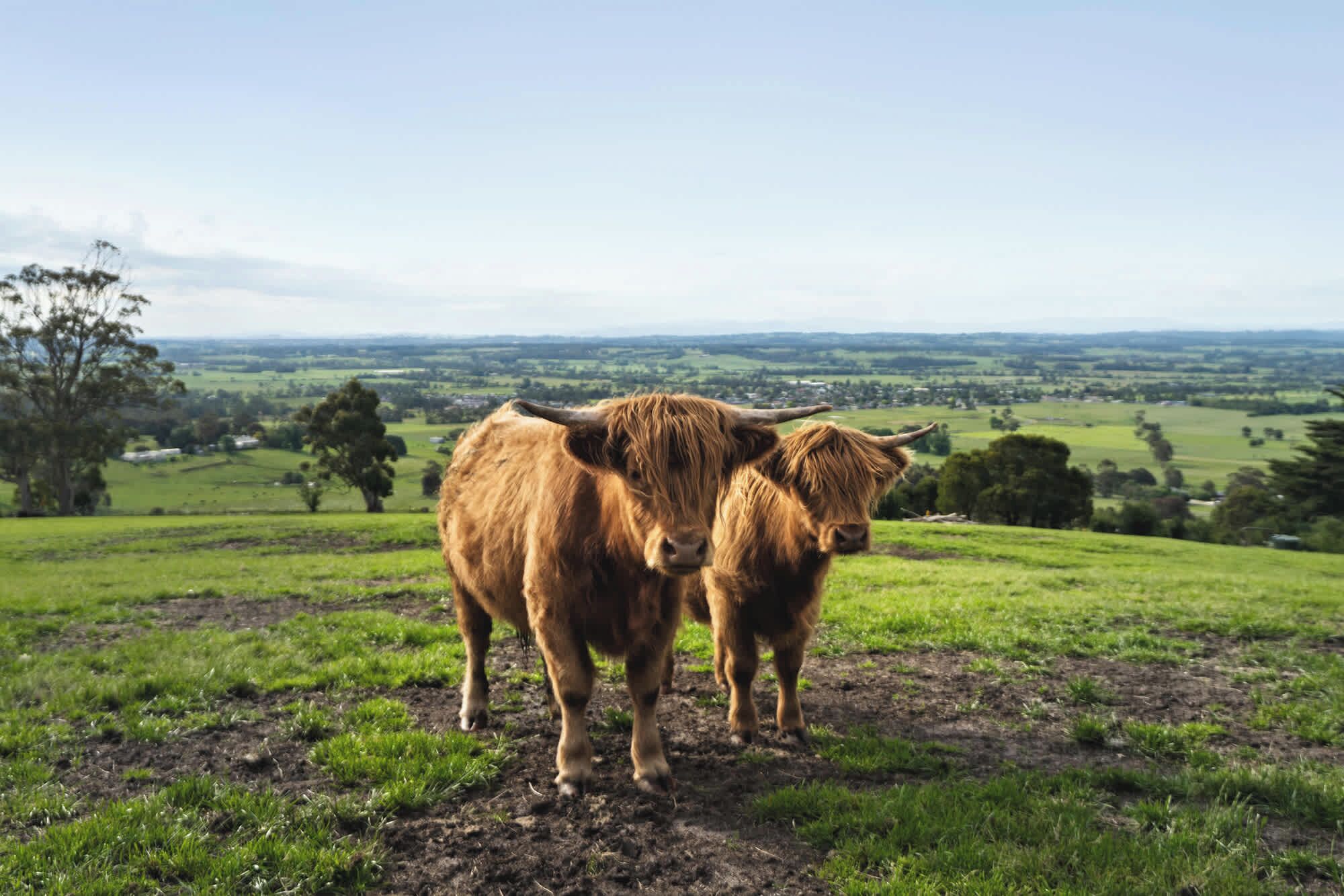 Two Highland cattle on a grassy hill with a view of a rural landscape in the background.