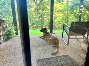 A dog on a porch with a view of a green landscape.