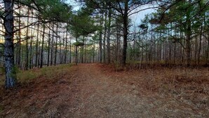 A forested area with a dirt path leading through it. - Peaceful Tiny House on 32 acres (Hamilton)
