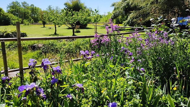 A garden with purple flowers and a wooden fence.