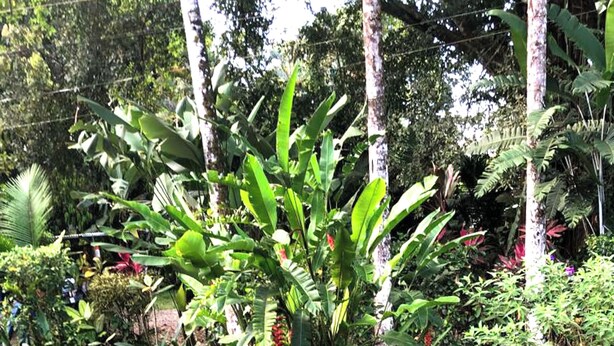 A garden with a central plant surrounded by grass and various other plants. - Ojochal, Costa Rica
artist owned property, extensive gardens and pool (Ojochal)