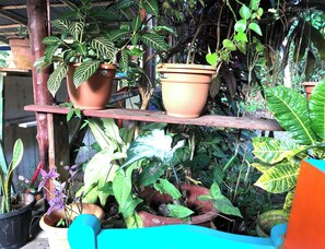 A wooden shelf with potted plants, surrounded by various other plants and greenery. - Ojochal, Costa Rica
artist owned property, extensive gardens and pool (Ojochal)