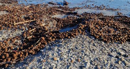 Appartement Ă quelques pas de la plage