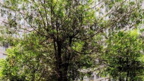 Un jardín ajardinado con árboles y un borde de hormigón.
