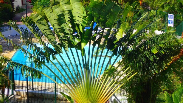 Una piscina envoltada de vegetació tropical exuberant i una zona delimitada per una tanca.