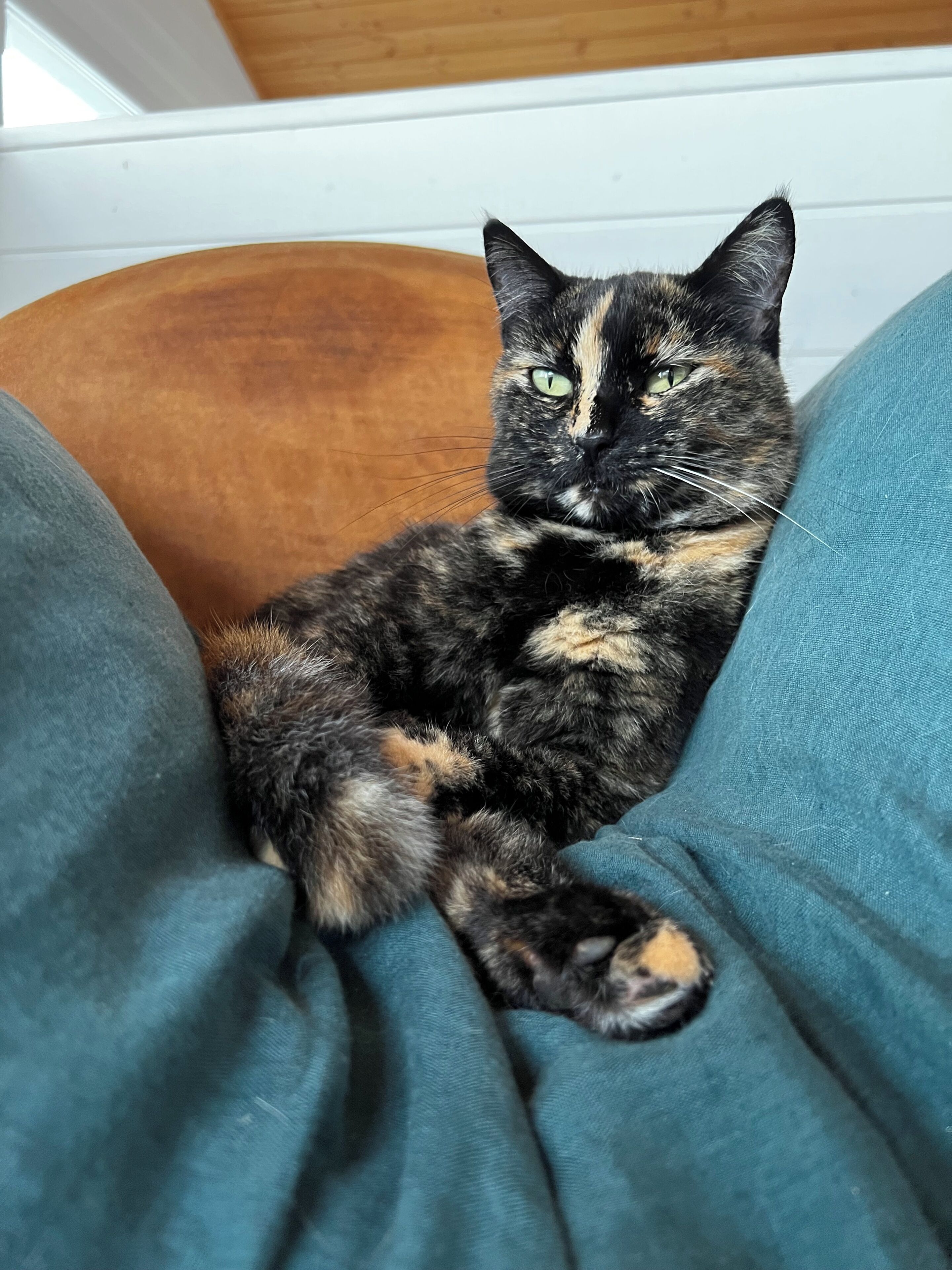 A cat sitting on a blue fabric surface.