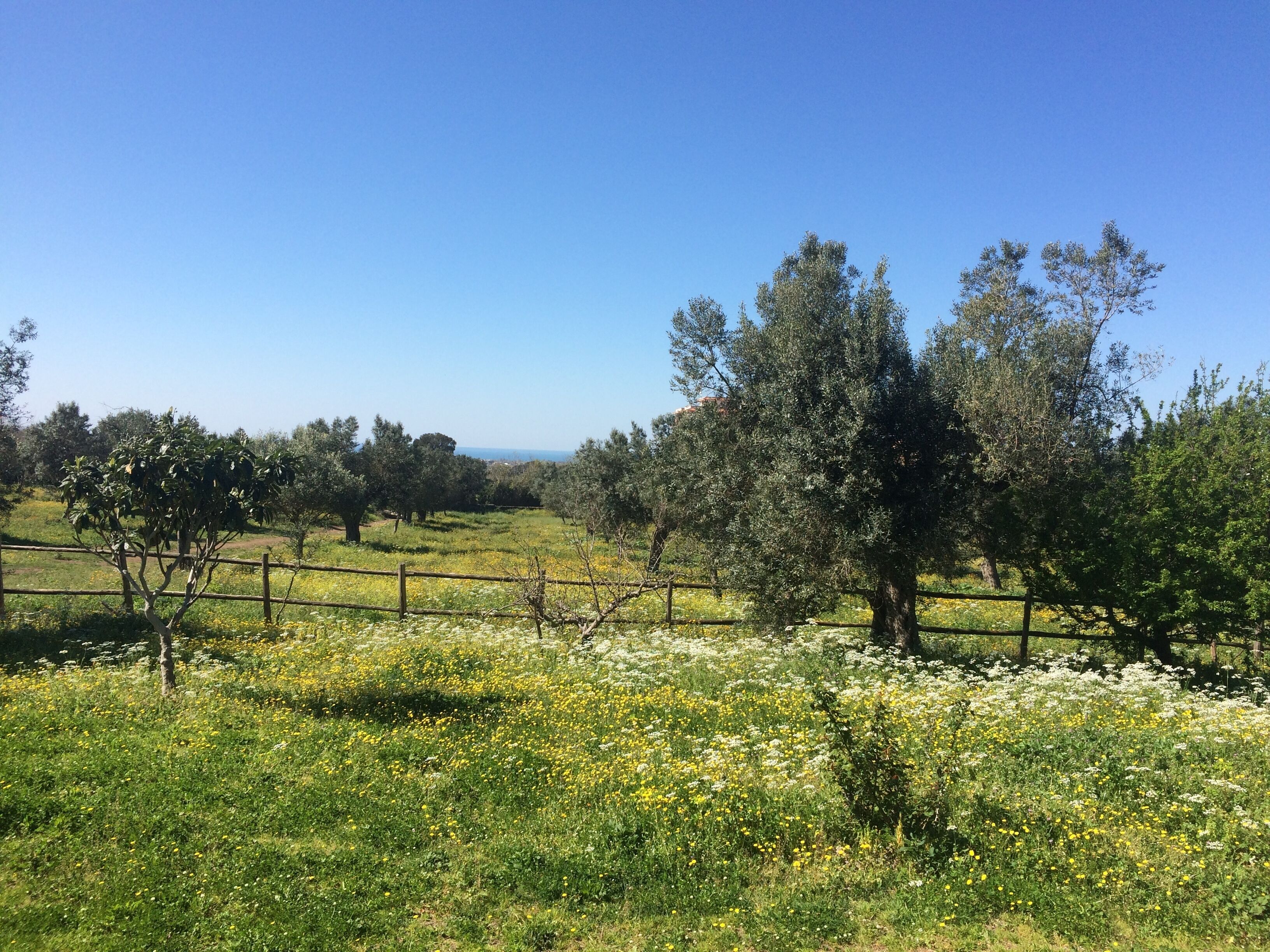 Ländliche Landschaft mit einem Zaun, Bäumen und einem Feld voller gelber Blumen.