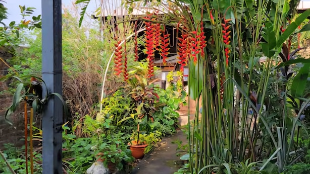 A garden pathway with various plants and a structure in the background.