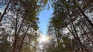 A snow-covered forest path with trees on either side. - Dome & Private Sauna - Poplar Palace - 100 acres (Augusta)