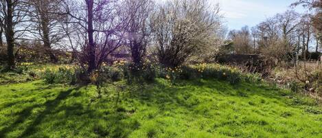 A grassy field with trees and yellow flowers.