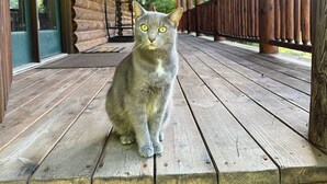 A wooden porch with a cat sitting in the center. - Mountain feel/10 minutes from the city! (Pittsburgh)