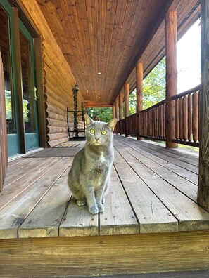Un porche de madera con un gato sentado en el centro.