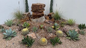 A rock garden with various cacti and succulents. - Luxury Home in Brand New Complex in Cerritos Beach (El Pescadero)