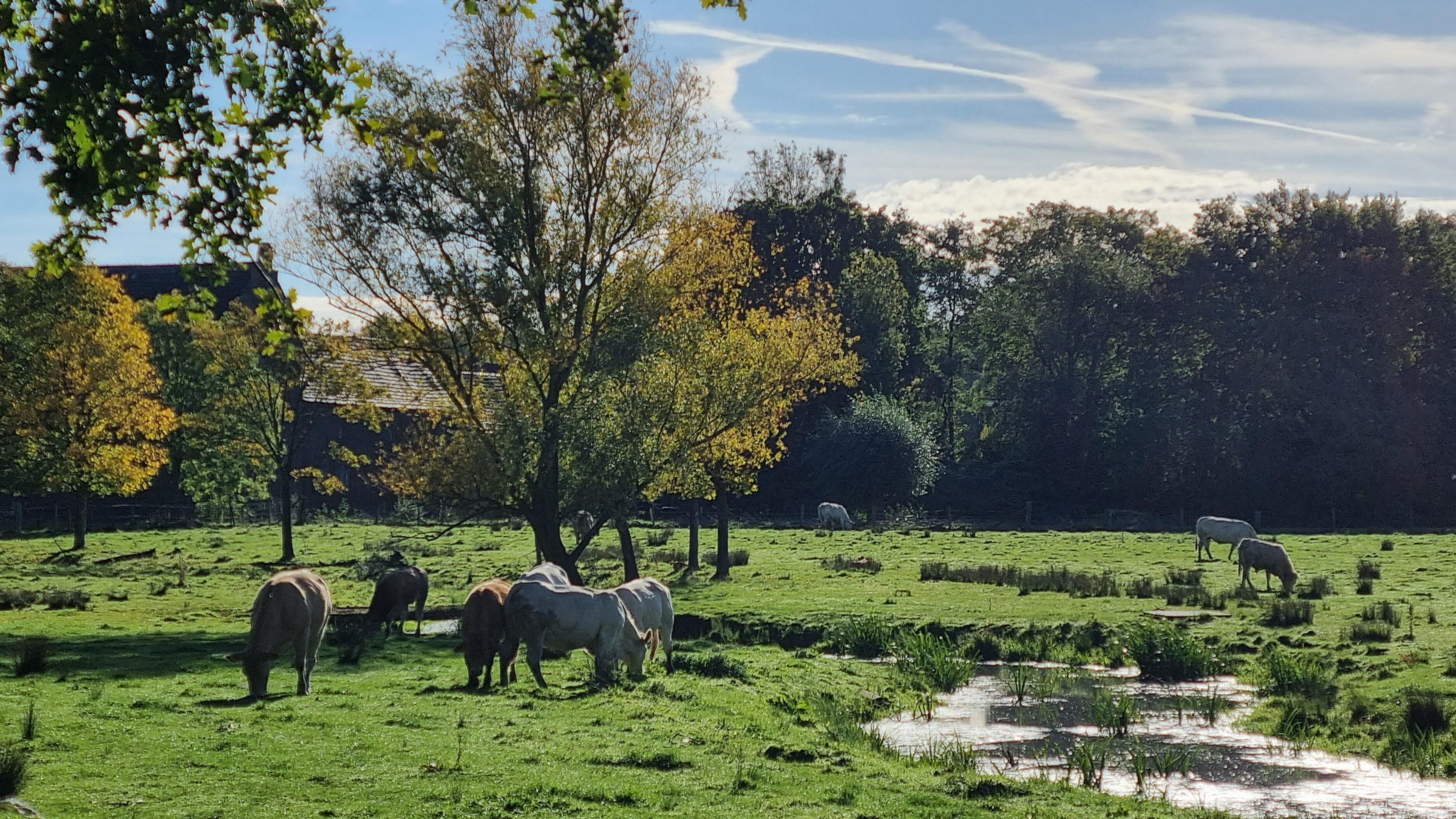A rural landscape with grazing cattle, a small stream, and trees.
