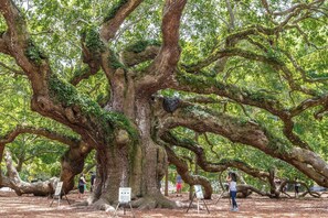 Un albero grande con ampie fronde e un cartello davanti.