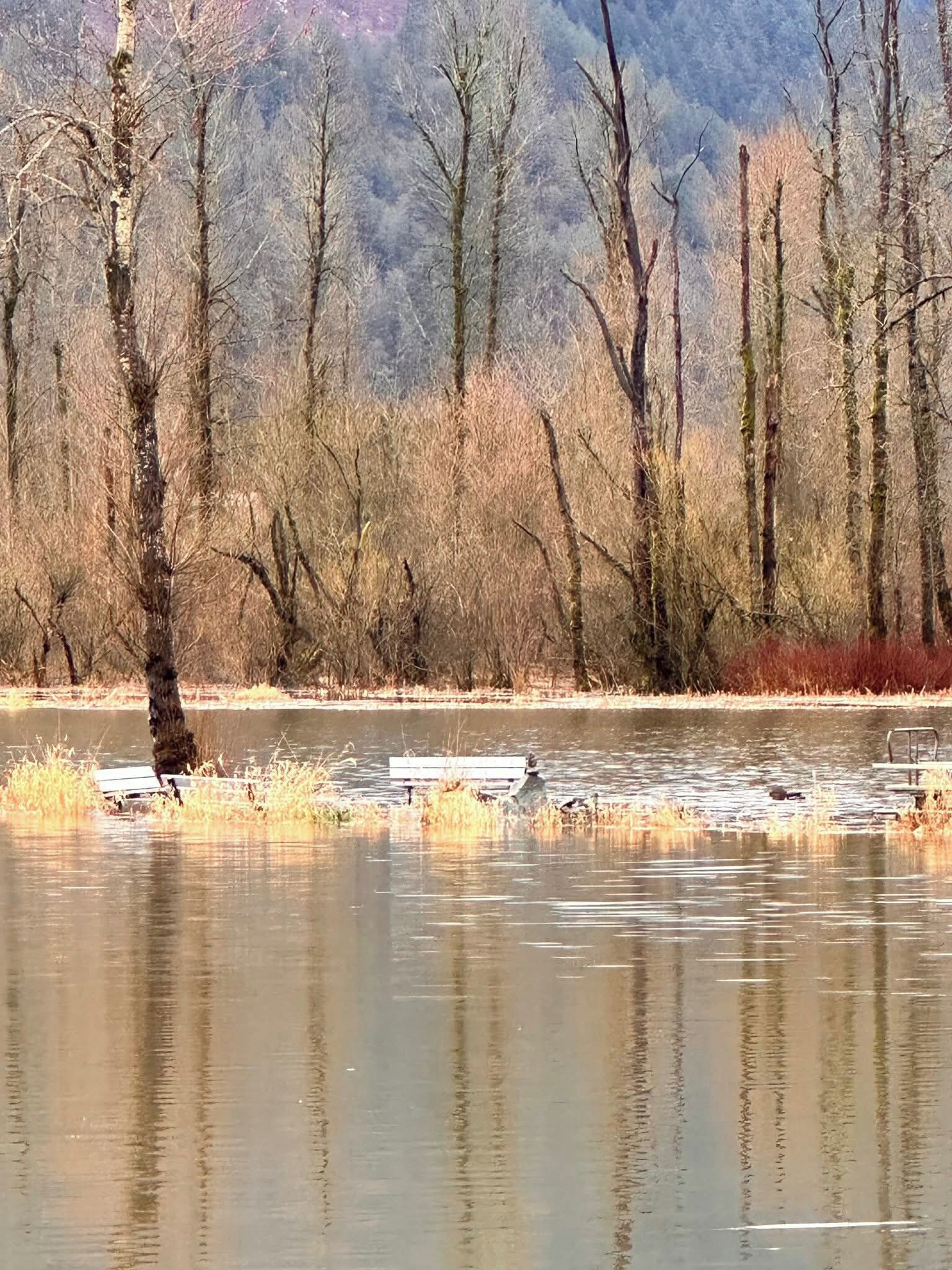 Un paysage naturel comprenant une étendue d’eau, des arbres et un banc.