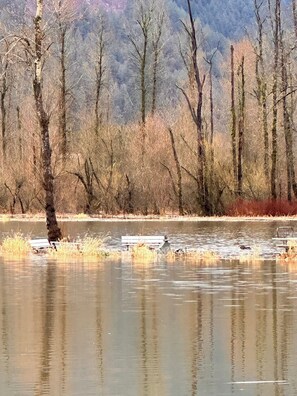A natural landscape with a body of water, trees, and a bench.