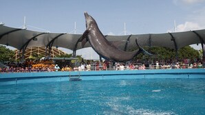 Um golfinho saltando de uma piscina, com espectadores ao fundo.