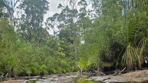 Ett naturligt landskap med en vattenyta som speglar omgivningen, inramat av tät vegetation.