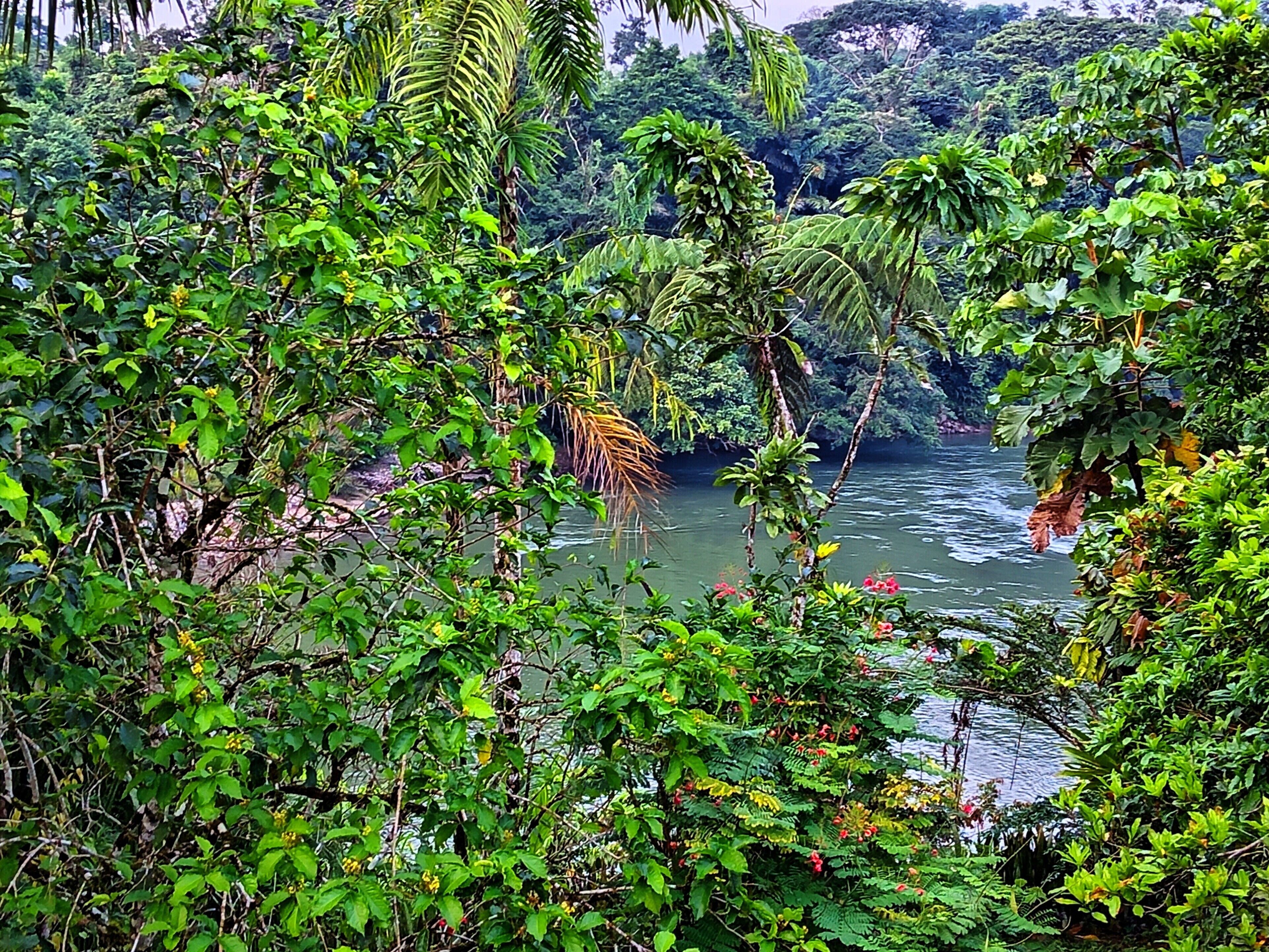 A lush, green landscape with dense foliage and a river.
