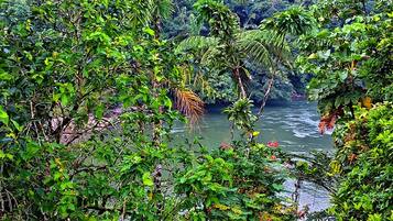A lush, green landscape with dense foliage and a river.
