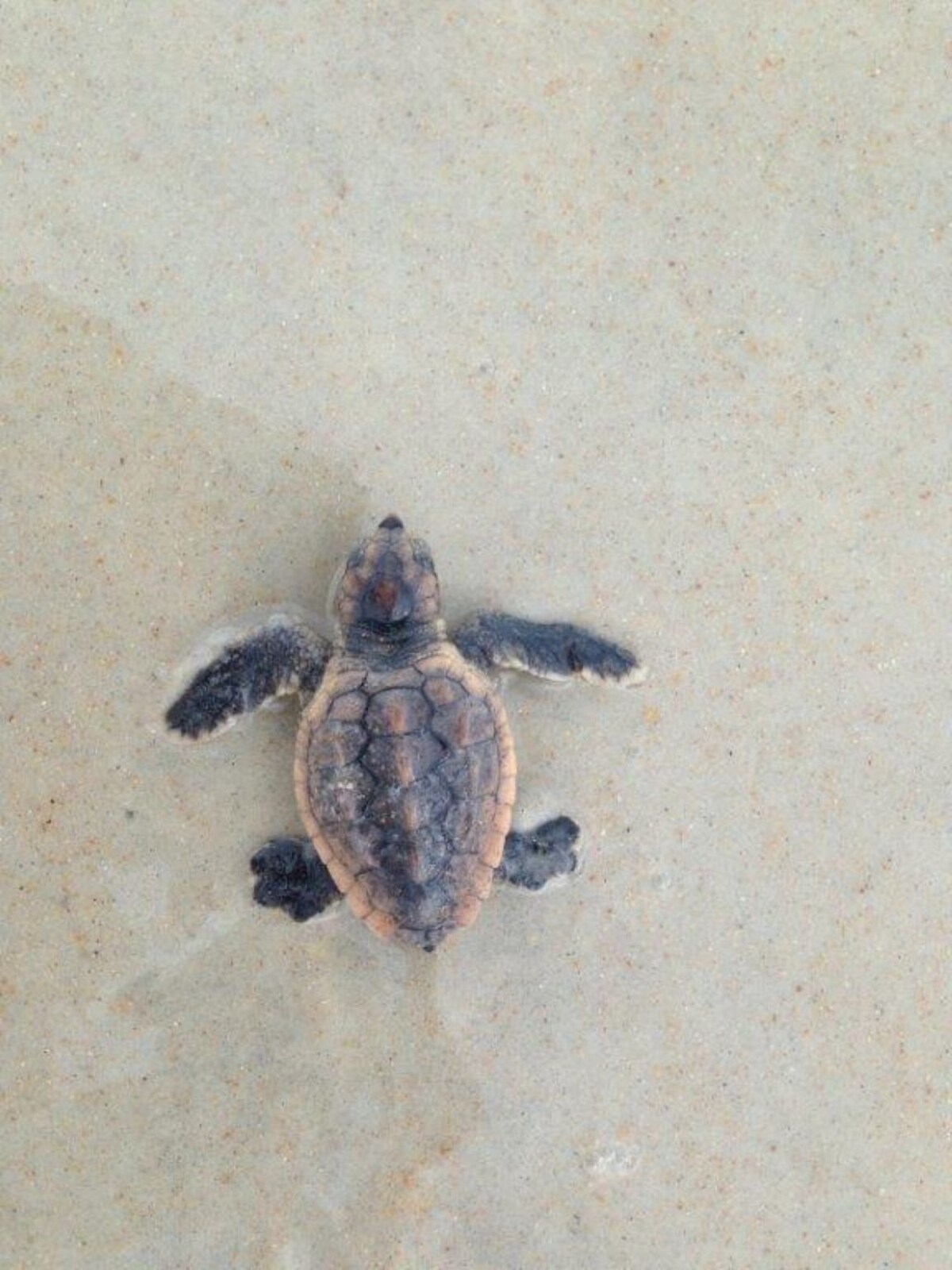 Imagem do perfil do anfitrião