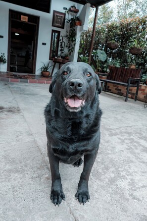 Property grounds - Almaia 17 (Rionegro)