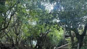 A stone-paved pathway surrounded by dense foliage and a small structure. - Lily's House, entire cabin in San Juan La Laguna (Solola)