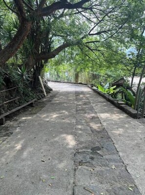 Un sentier bordé d’arbres et, d’un côté, un mur de pierres.