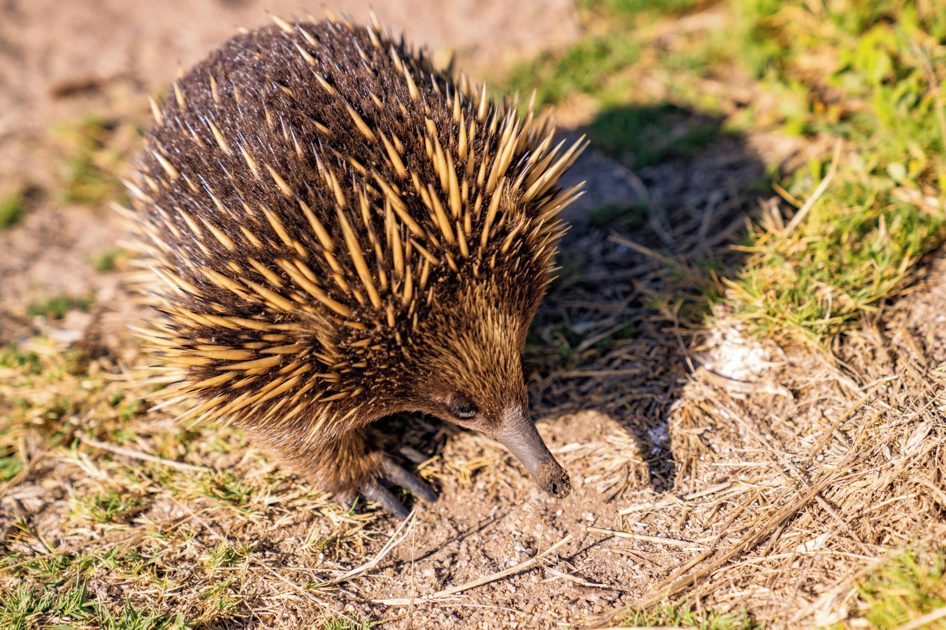 An echidna on dry grass.