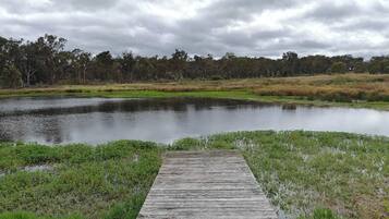 Un paseo marítimo de madera que conduce a un estanque tranquilo rodeado de áreas verdes y árboles.