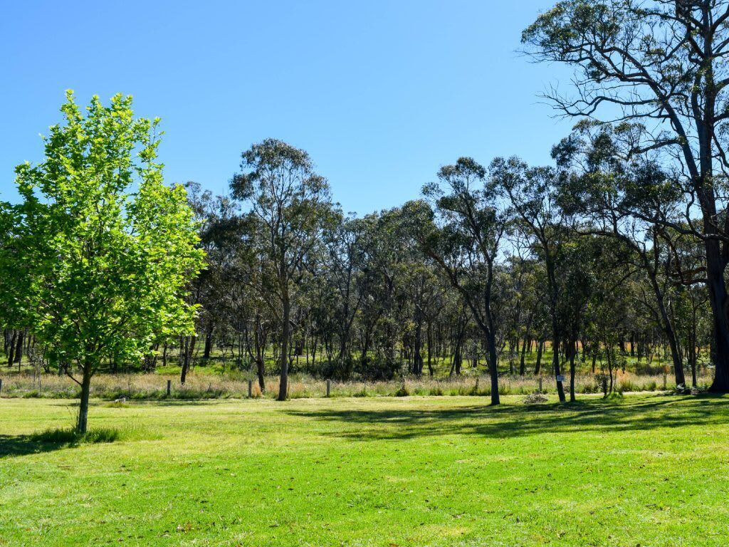 A grassy field with trees and a clear blue sky.