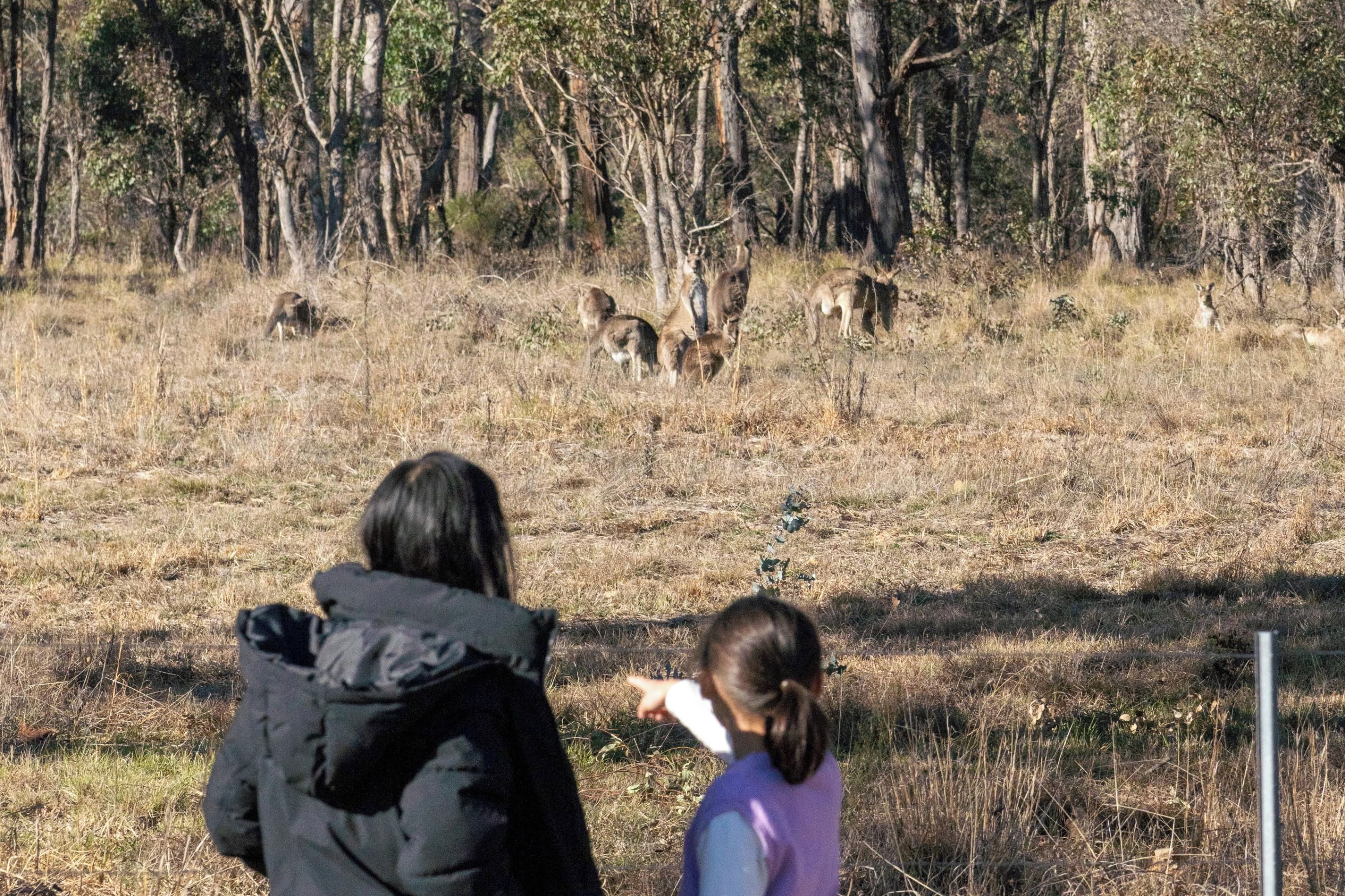 Un champ avec des arbres et un groupe de kangourous.