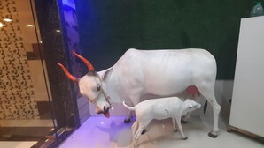 A white cow with red horns and a calf in a room with a white cabinet and a water dispenser. - Hotel Radhakrishna (Neral)