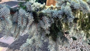 Ein Garten mit vielfältigen Pflanzen, darunter ein markanter Baum mit blaugrünem Laub.