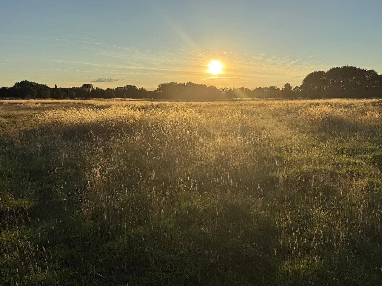 A field with tall grass and a sunset in the background.