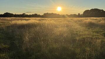 A field with tall grass and a sunset in the background.