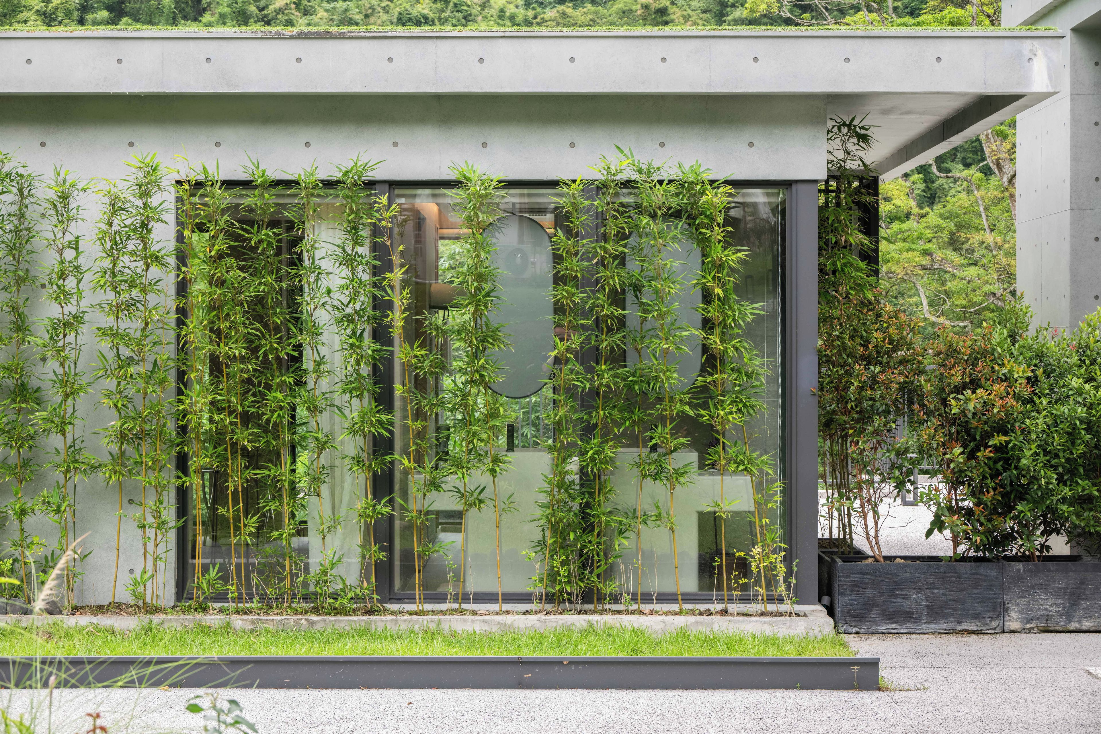 A modern building with a glass facade, surrounded by bamboo plants.