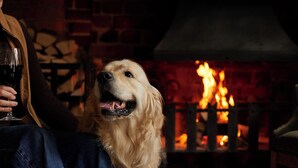 A person sitting on a couch with a dog, a fireplace, and a plant in the background. - The Bull on Bell Street (Henley-on-Thames)