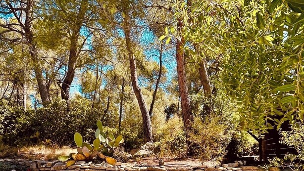 A garden with a stone wall, various cacti, and a pool area. - HACIENDA LAUTHI (Le Castellet)