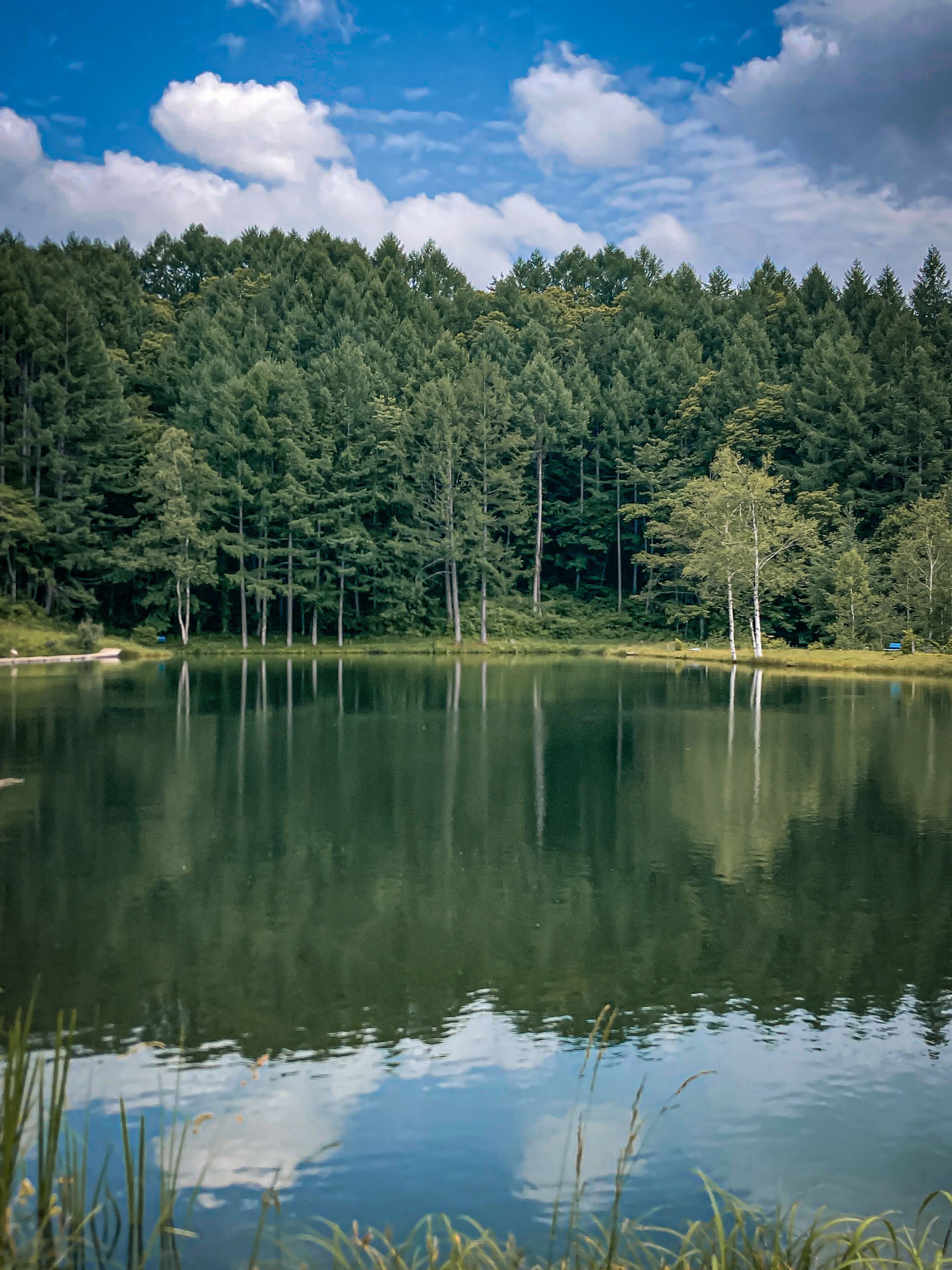 Un lago tranquilo con un bosque denso al fondo.