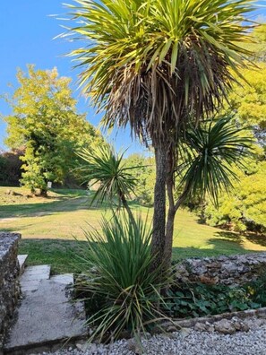 Un jardin agrémenté d’un palmier, d’un chemin en pierre et de divers arbustes.