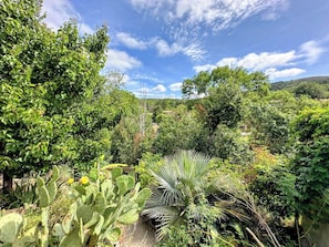 Un jardin luxuriant, où poussent différentes plantes et arbres, notamment un grand cactus et une plante ressemblant à un palmier.