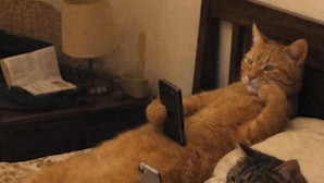 A cat lying on a bed with a smartphone in its paw. - Mountain chalet with artist's studio. Pets welcome! (Aix-en-Provence)